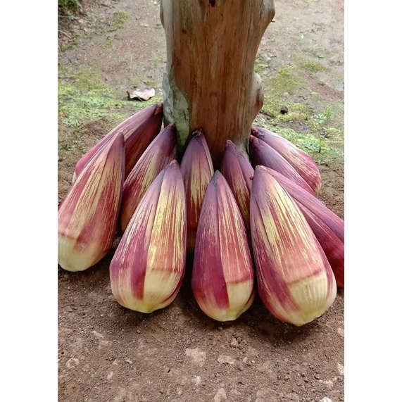 

sayur jantung pisang kepok 2pcs