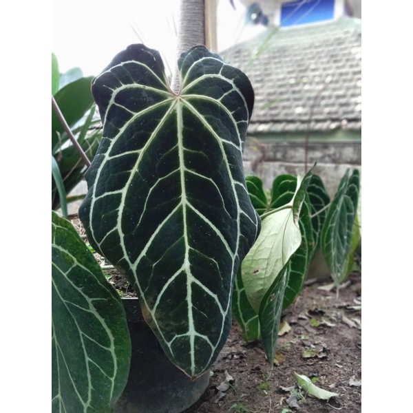 Anthurium Kuping Gajah Minahasa Dark Form