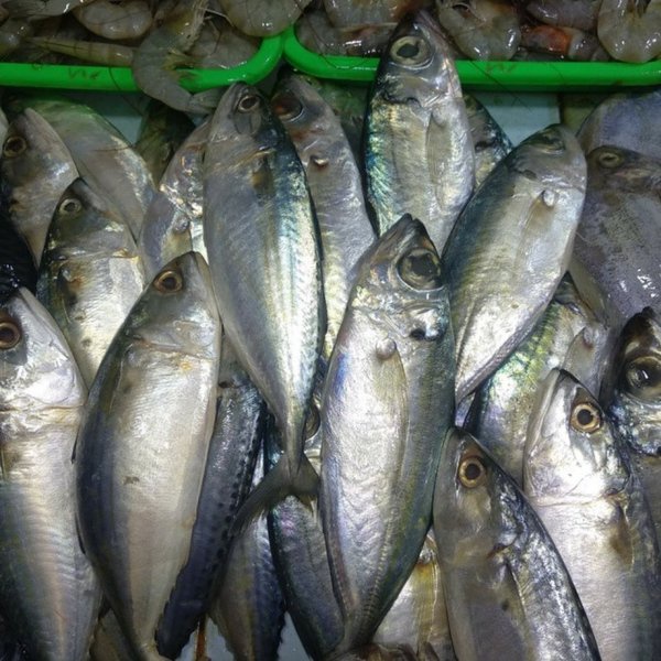

Ikan Kembung Mata Belo Segar Fresh