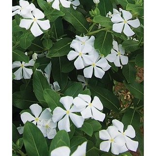 Tanaman hias Vinca Putih