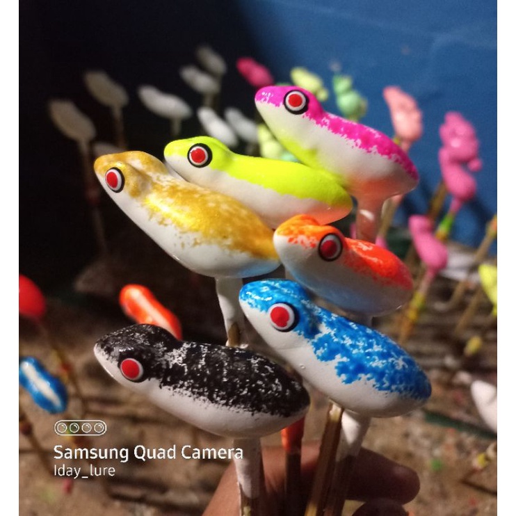 cangkang sofrog 4,5 cm