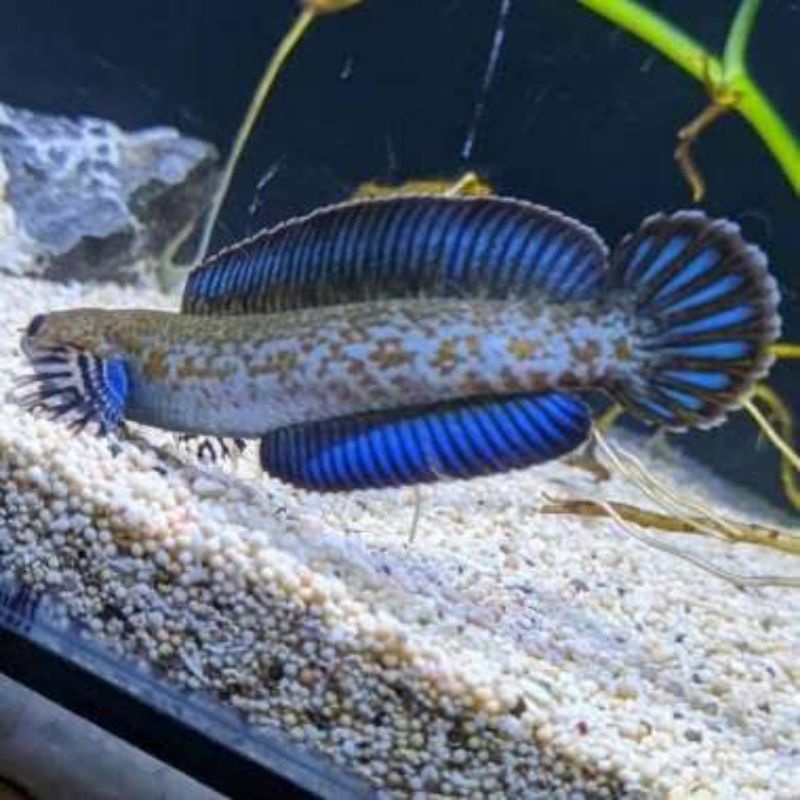 andrao 12cm Gondrong