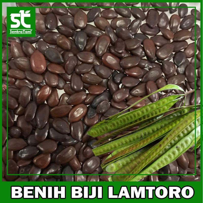 biji lamtoro kering