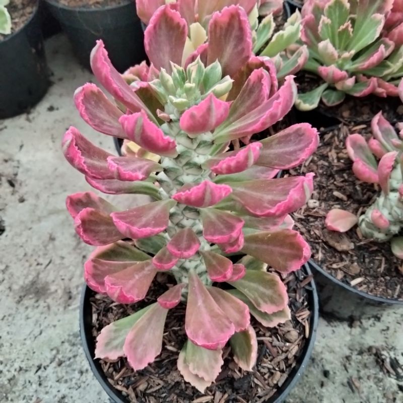 euphorbia monadenium stapeliodes