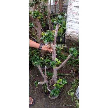 Tanaman hias bonsai dollar - hiasan taman bonsai dolar