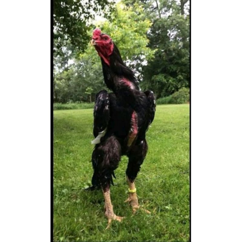 telur tetas ayam shamo eropa