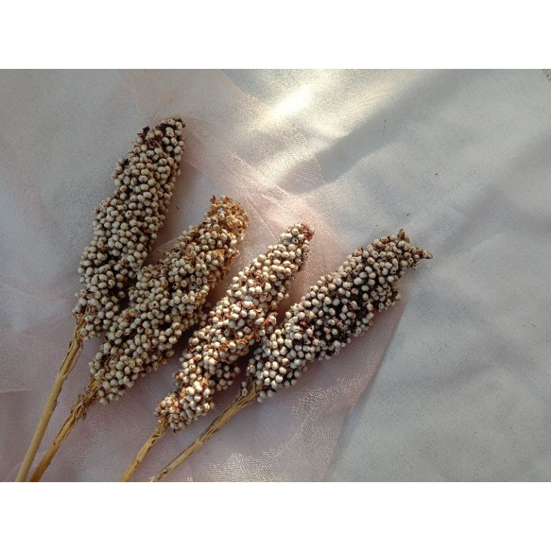 dried flower sorgum / sorgum /sorgum putih