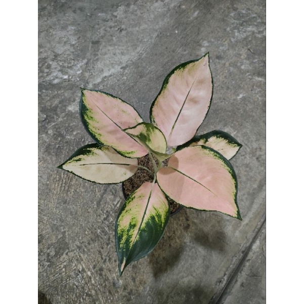 aglaonema kochin Sutra