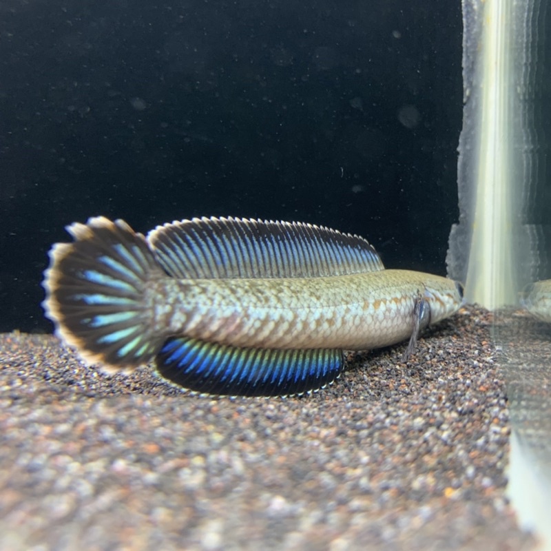 Andrao kualitas 12cm biru gondrong
