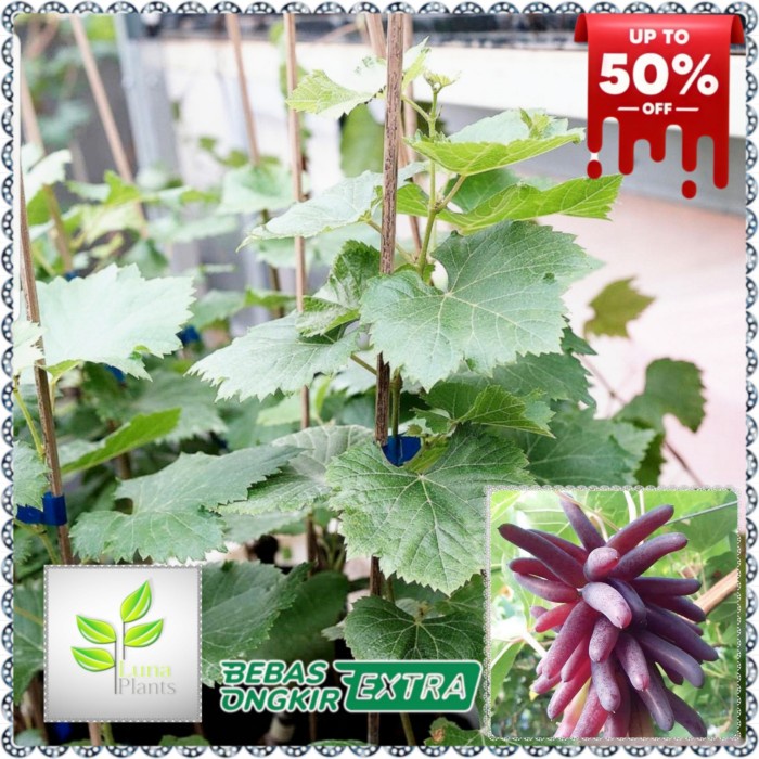 bibit buah anggur import - bibit anggur halloween