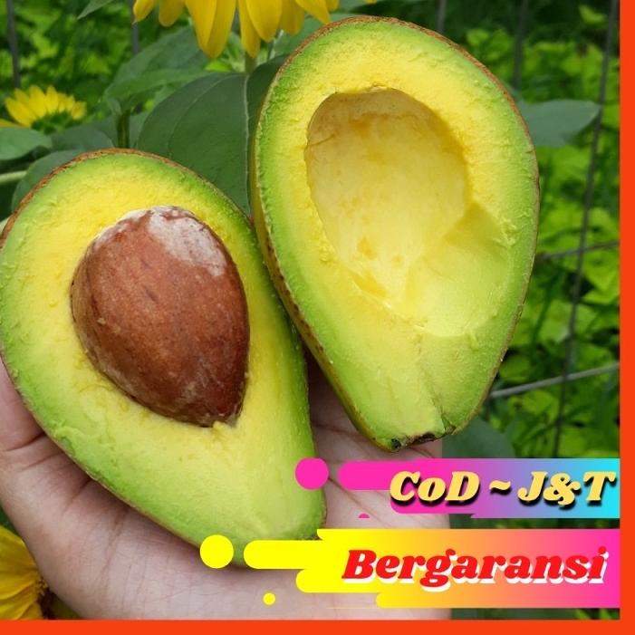 

[>D2289) ⭐⭐⭐⭐⭐]Alpukat Mentega Bergaransi PROMO (Isi 4 Buah)