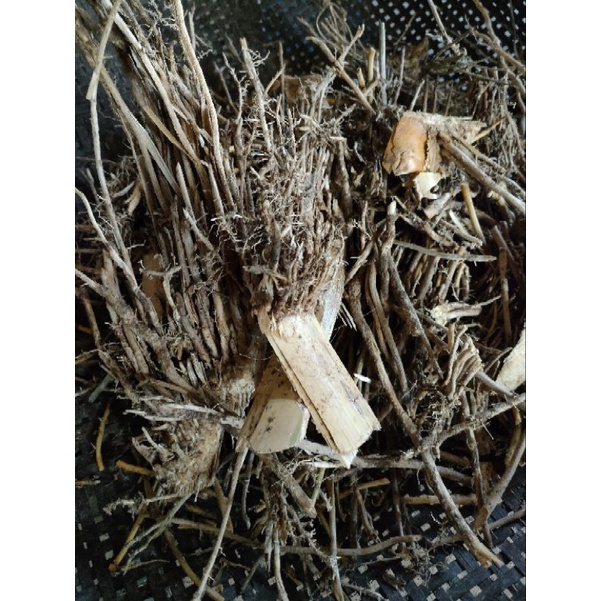 Akar bambu kuning segar 500 gtam