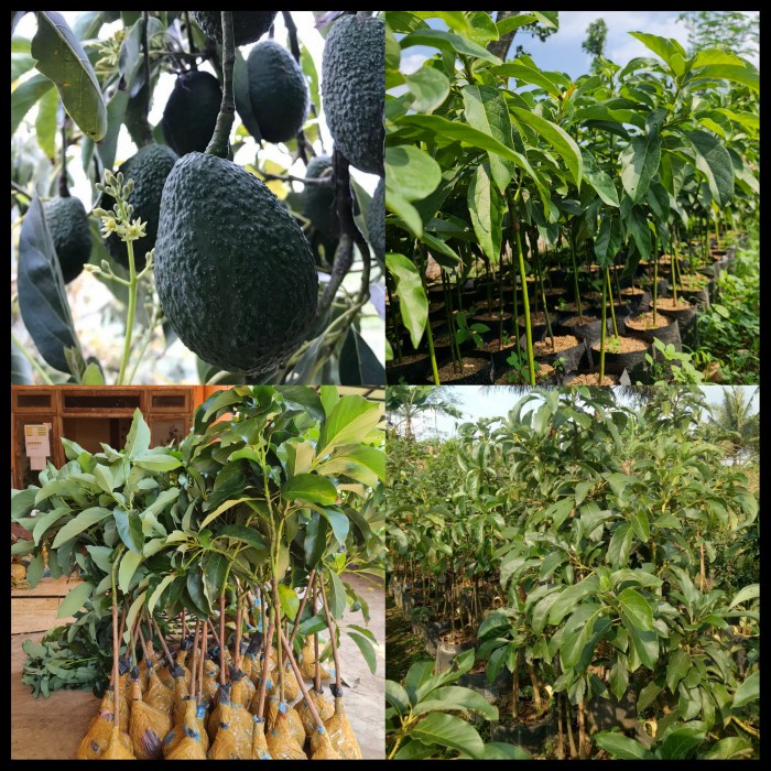 Tanaman Bibit alpukat Has ukuran 1 meter siap berbuah UNGGULAN