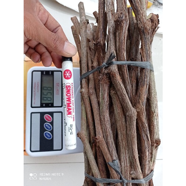 rootstok/cutting anggur lokal