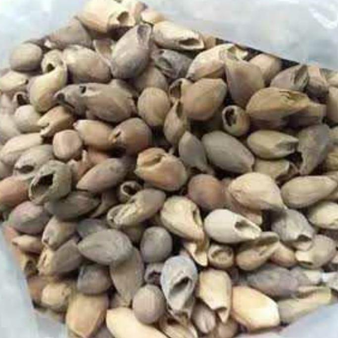 

Terbaru dan terlaris BENIH BIJI GMELINA/JATI PUTIH SUPER 1KG SIAP TANAM !!