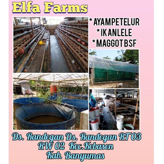 

PALING DICARI telur bsf /10 gram ⁂ 876