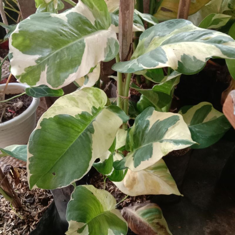 sirih Njoy jumbo,variegata,tanaman murah