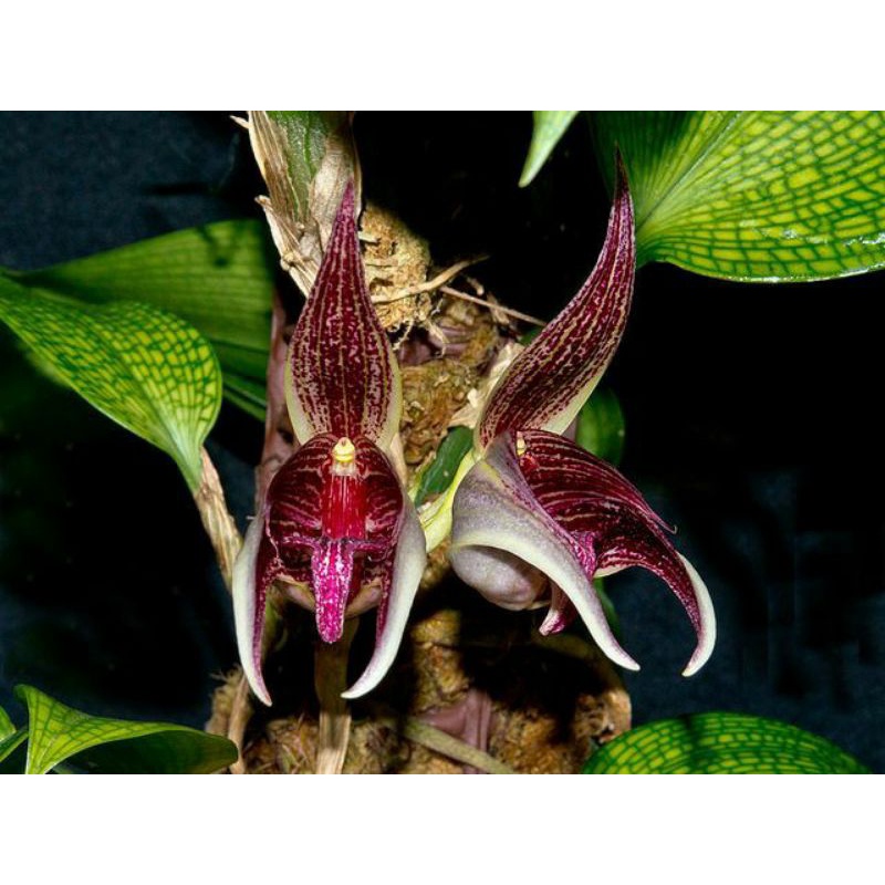 Bulbophyllum Reticulatum