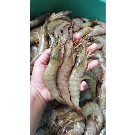 

UDANG SEGAR SIZE BESAR