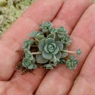 PROMO sukulen iwarenge/orostachys