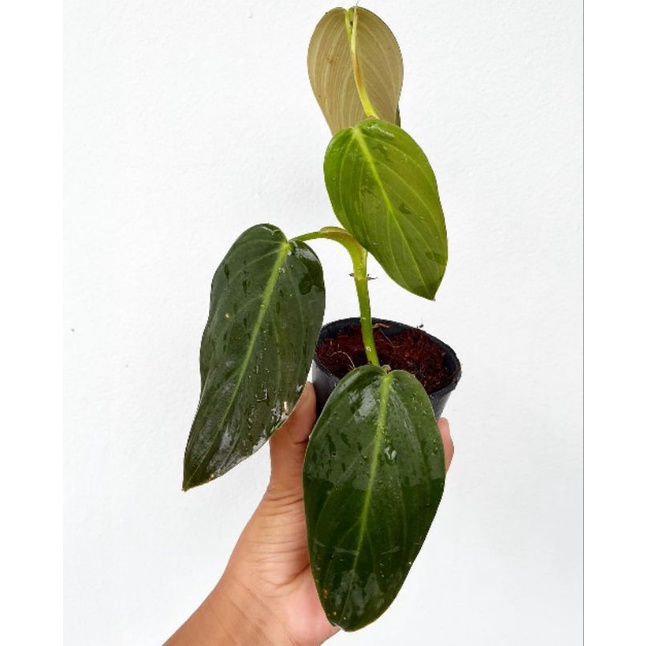 PROMO philodendron gigas - gigas - philodendron gigas