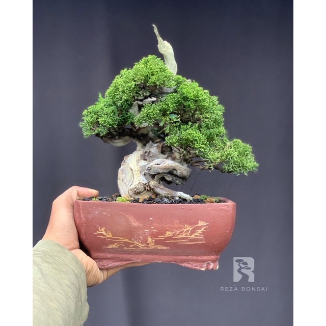 bonsai cemara sargenti tanuki