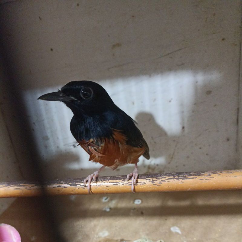 Burung murai medan jantan non gembung bondolan