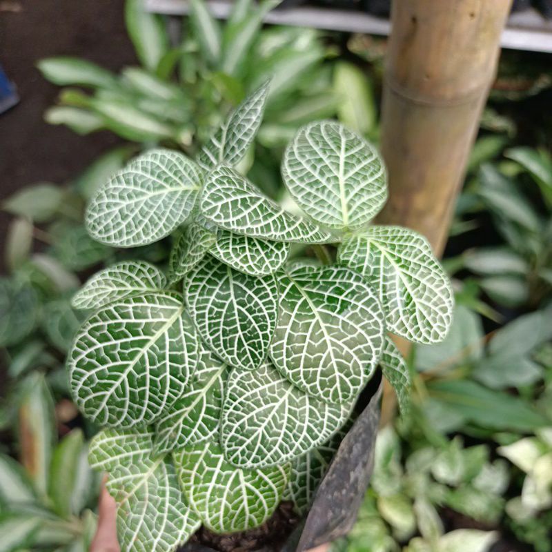 Tanaman hias fitonia green episcia / Fitonia import / bunga fitonia