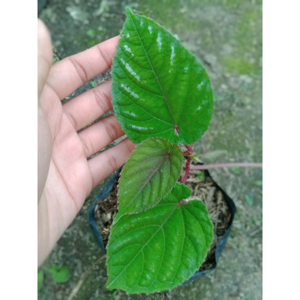 Tanaman sirih keraton bibit tanaman sirih keraton