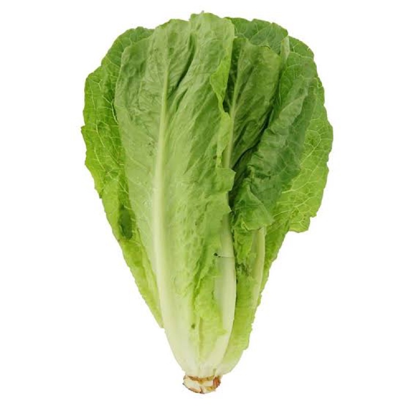 

SayurHD Romaine Lettuce 250gr