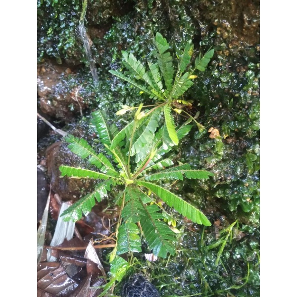 tanaman aquascape biotivum gren low c02