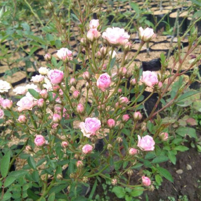 Tanaman Bunga Mawar Baby rose pink Hidup Berbunga - bibit babyrose - Bunga Mawar