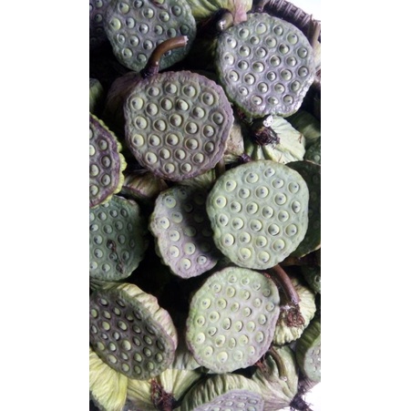 

biji bunga teratai / lotus seeds / Lian Zhi segar super 1kg