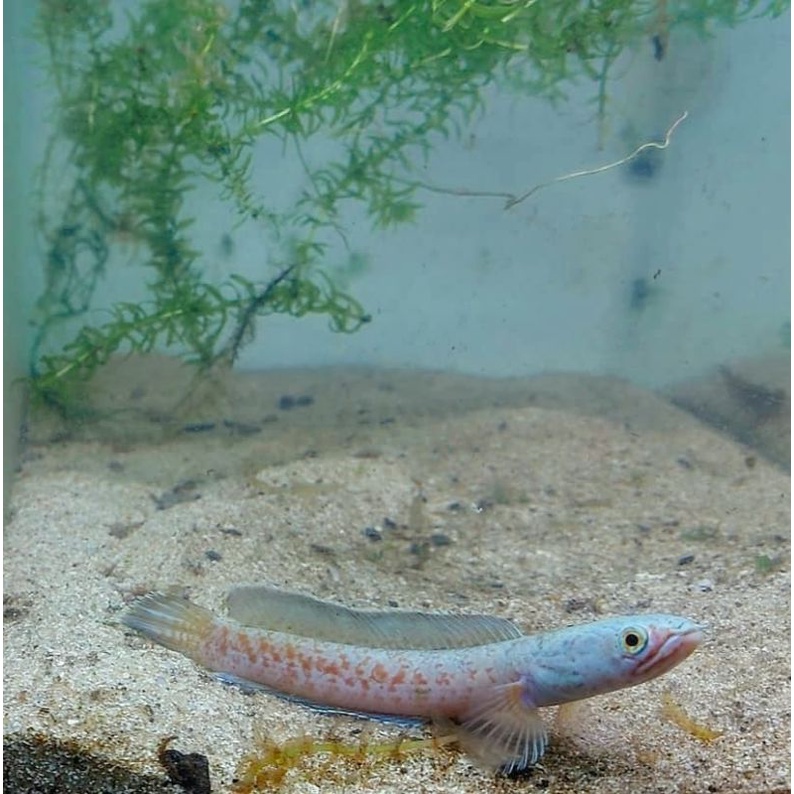 COD | New Baby Channa Gold Dust | Dekorasi Aquarium