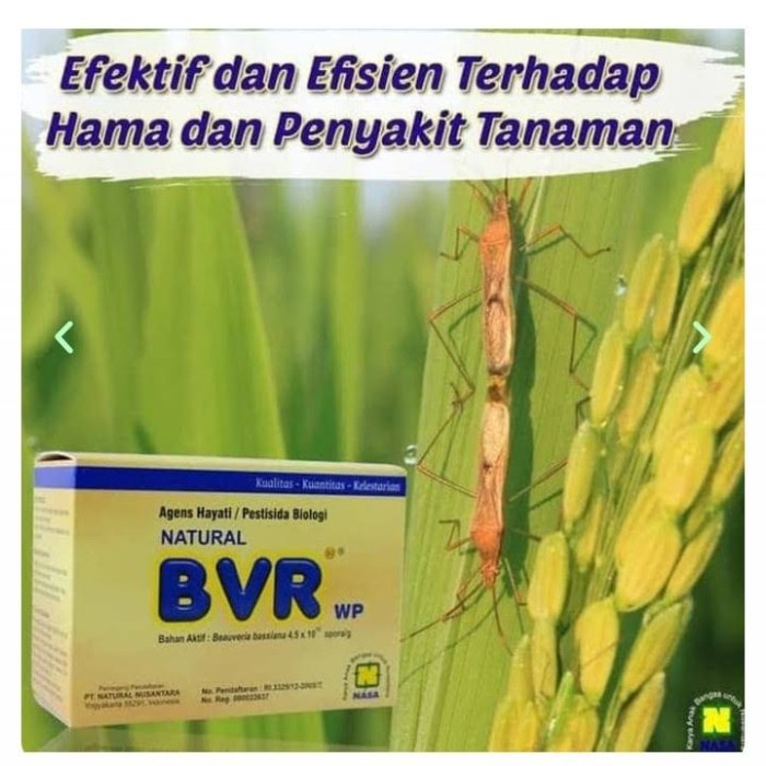 Anyar BVR Obat Hama Wereng Kutu Daun Walang Sangit - 100gr Pestisida Organik *n;