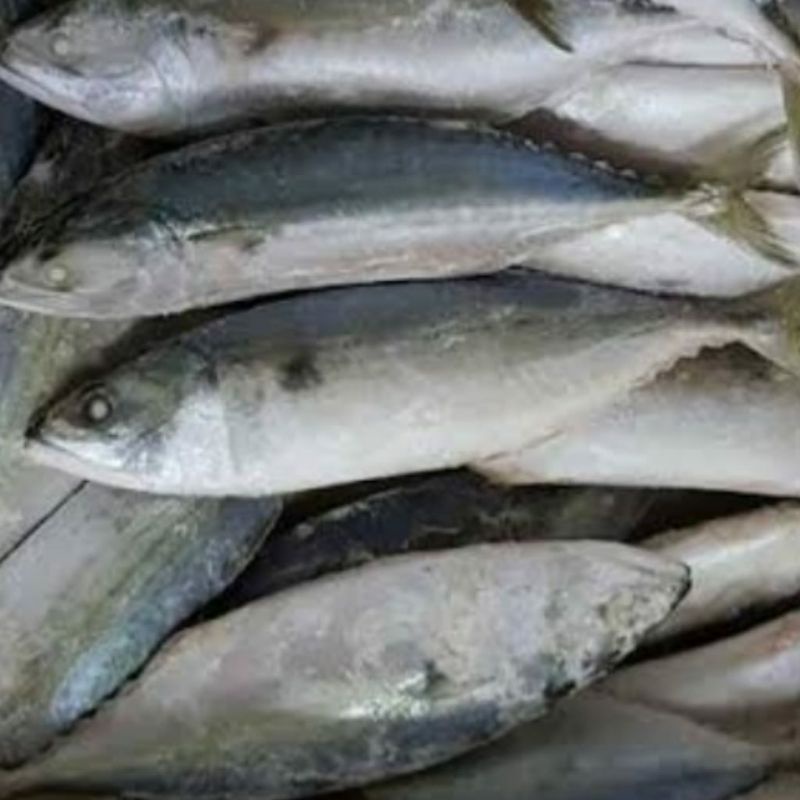 

(pesan malam) Ikan kembung, jenis sesuai stok yang ada
