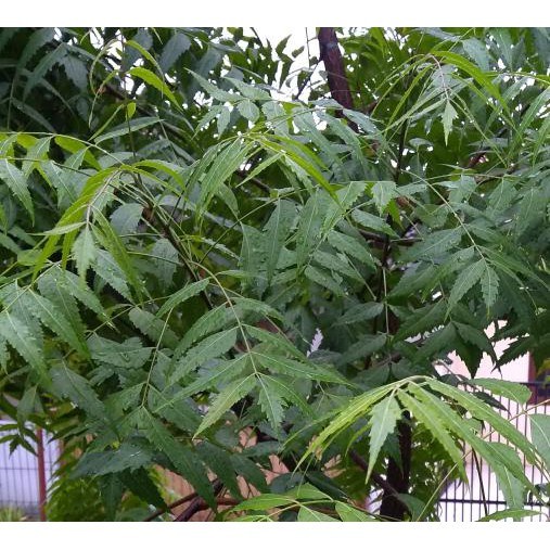 SupeR Pestisida Organik Untuk Anggur, Pestisida Nabati Daun Mimba /b@