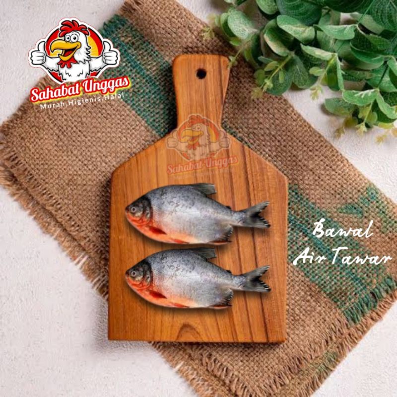 

Ikan Bawal Air Tawar 500gr