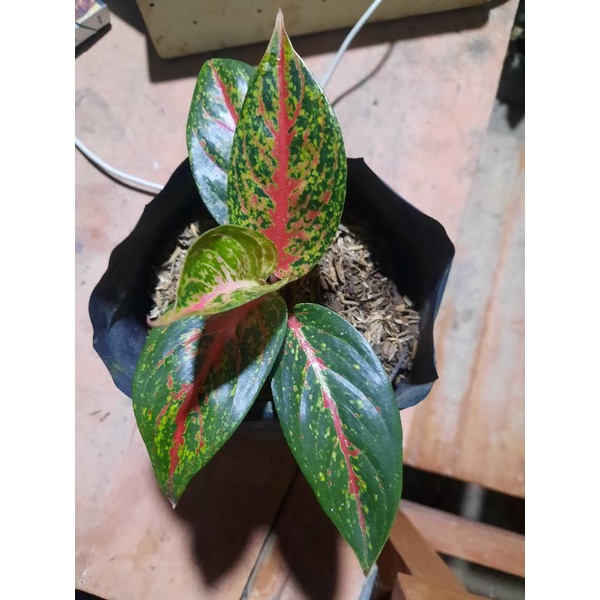 Aglonema hot flaming Lady