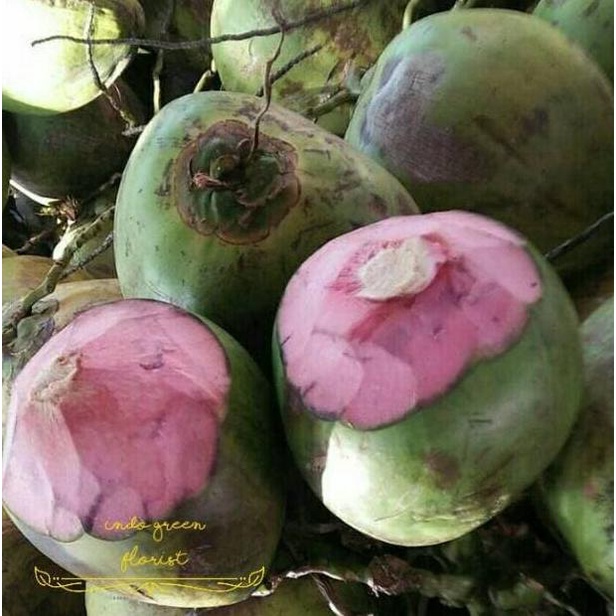 Bibit kelapa wulung / kelapa hijau wulung / kelapa ijo asli 1000%