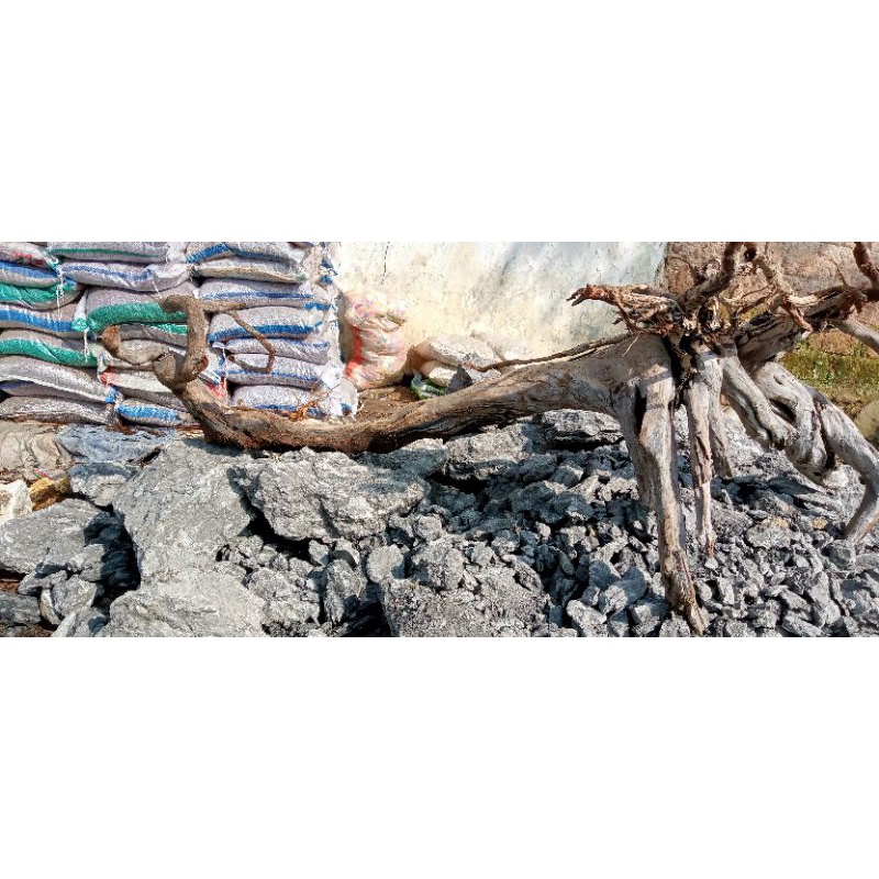 kayu santigi aquascape