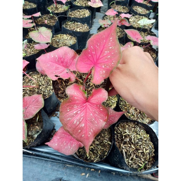 Tanaman hias bunga Keladi Thailand series Bilqis/bibit caladium/caladium murah/caladium pink/caladium daun tunggal
