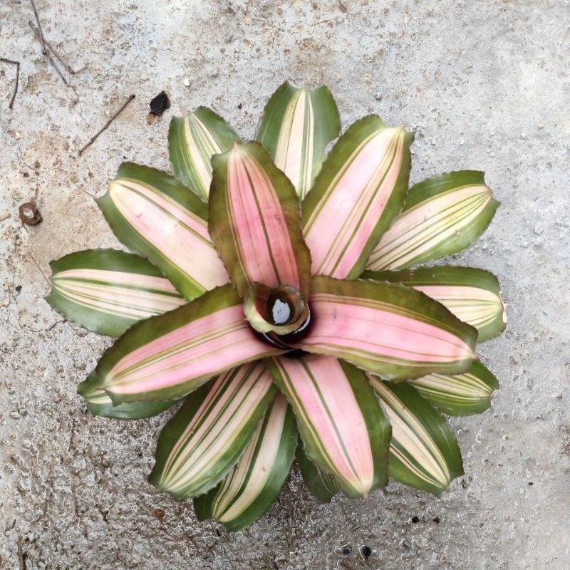 tanaman hias Bromelia/Bromelia yin yang/Bromelia yin