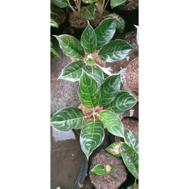 AGLONEMA LIPSTIK ZEBRA/EMERAL DRAGON