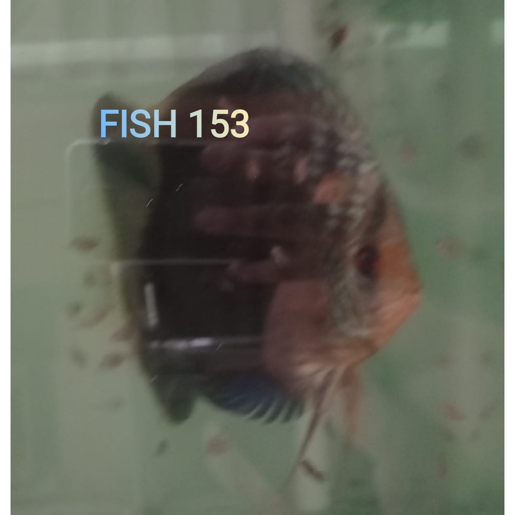 Discus Heckel Cross 1 cm s/d 1 inch