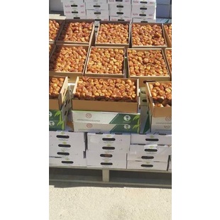 

✨TERBARU✨ KURMA SUKARI GROSIR / KURMA RAJA 3 KG