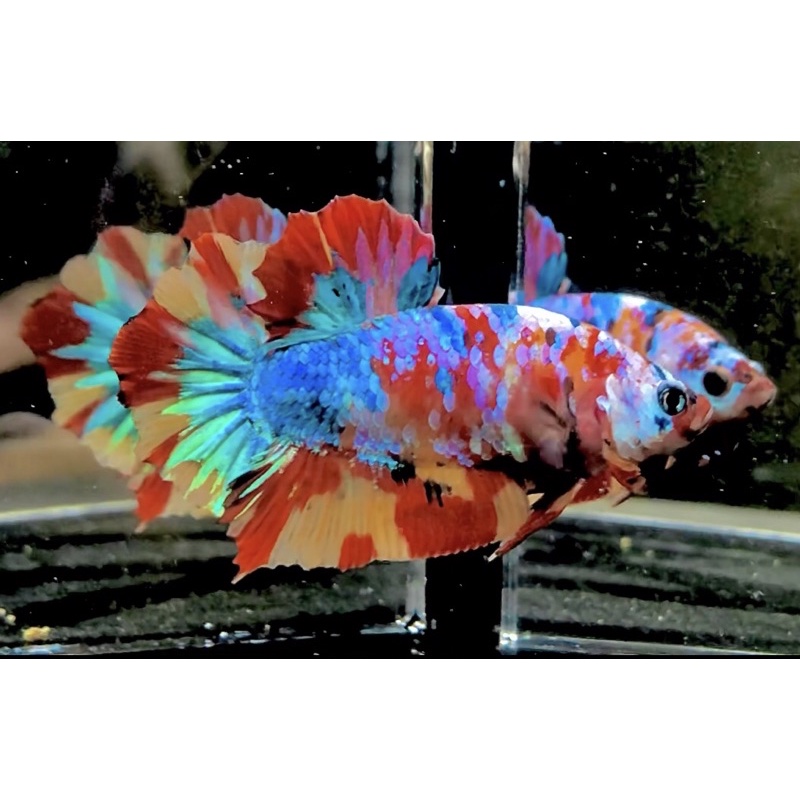 CUPANG YELLOW BASE TOP GRADE