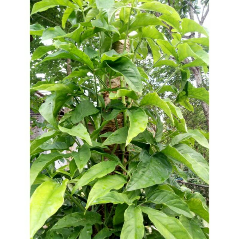 Syngonium Green Angustatum