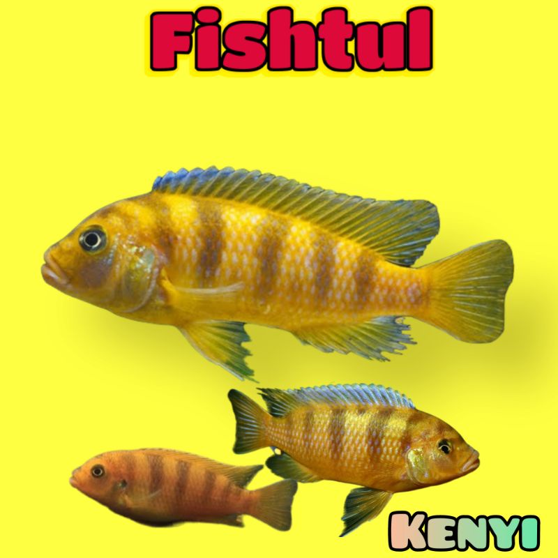 Cichlid Mbuna Kenyi