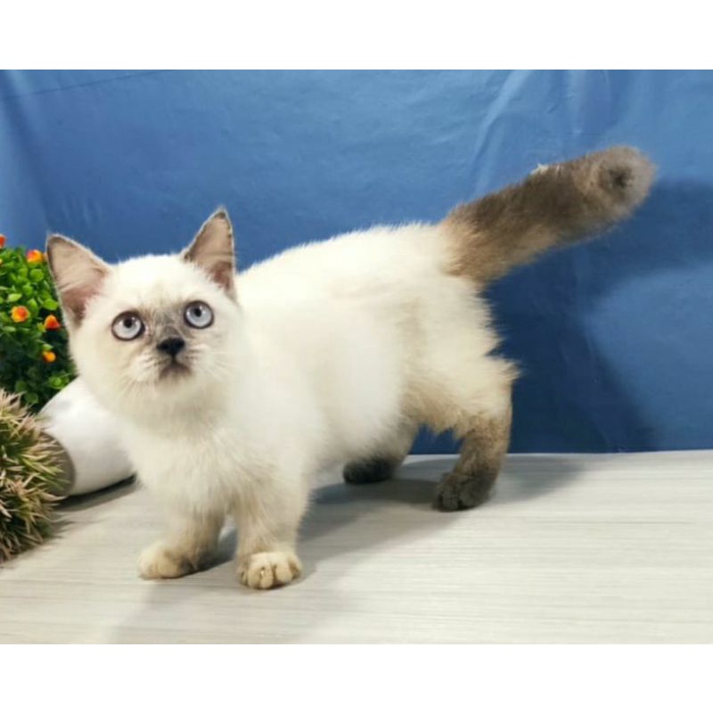 Jual Kucing Munchkin X Himalaya Betina | Shopee Indonesia